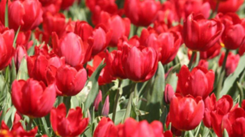 İstanbul’da Lale Festivali başlıyor