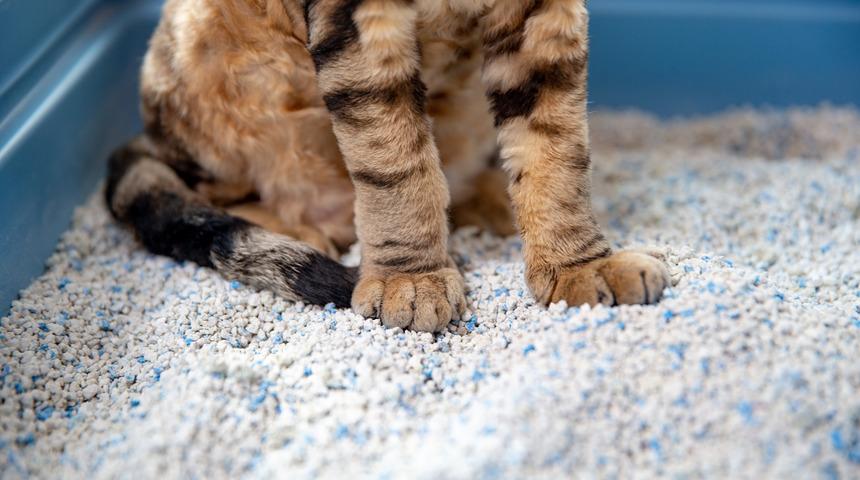 Kedi kumu nasıl değiştirilir? Kedi kumu kaç günde bir değiştirilmeli?