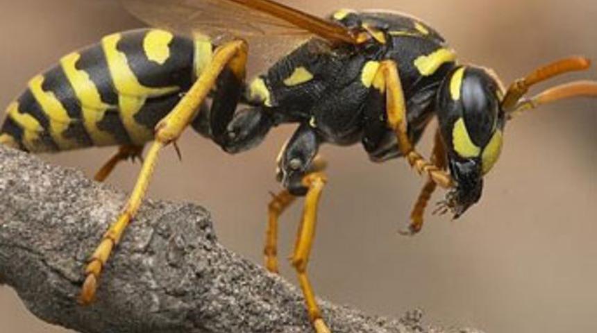 En iyisi i&ccedil;in kopya &ccedil;ekiyor