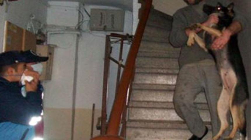 Bir eve kaç köpek sığar?