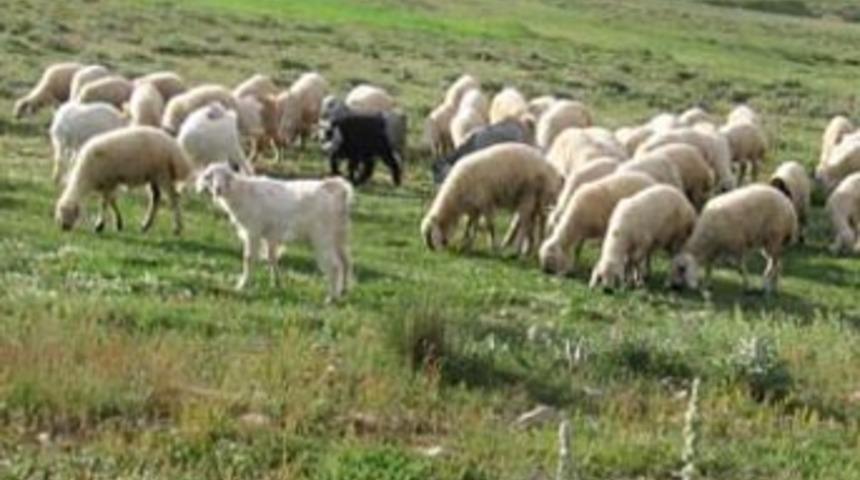 Bingöl'de "şarbon" virüsü