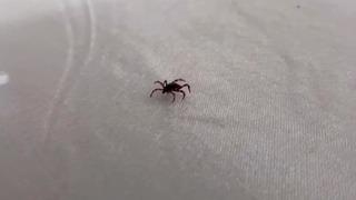 Korkutan artış: Yüzlerce kişiyi etkisi altına aldı! Ölümler bu yıl erken başladı! Özellikle o illerde büyük panik var…