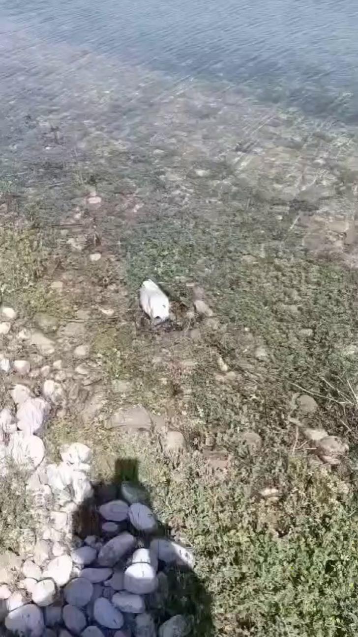 Martıların binlercesi telef oldu, bir o kadarı da ölmek üzere! Nedeni ortaya çıktı! İnsanlara bulaşma riski korkuttu G1