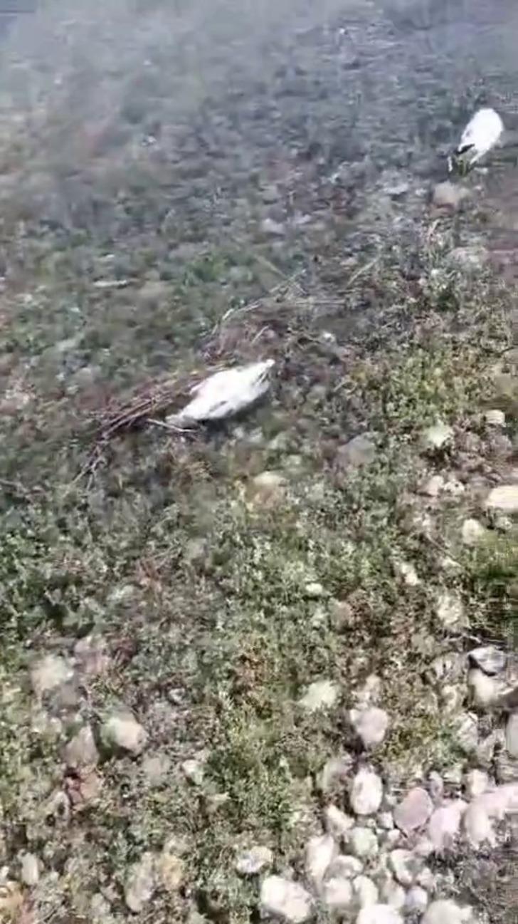 Martıların binlercesi telef oldu, bir o kadarı da ölmek üzere! Nedeni ortaya çıktı! İnsanlara bulaşma riski korkuttu G2