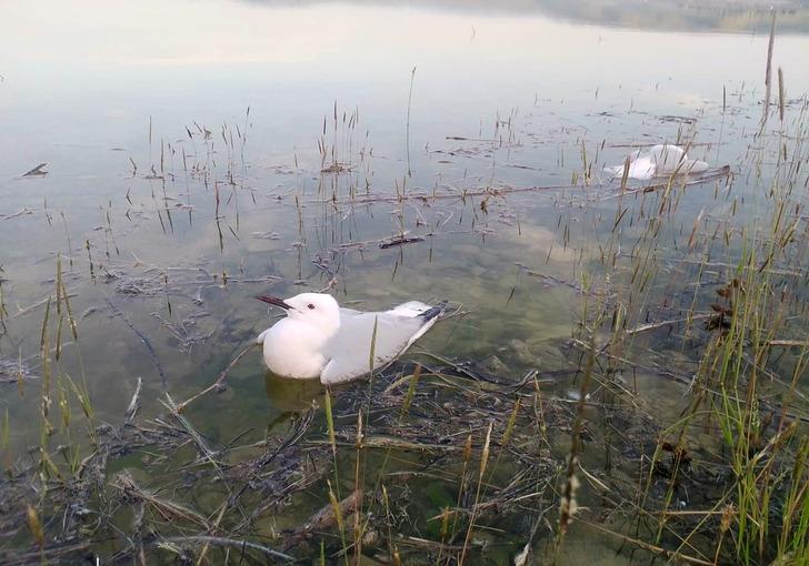 Martıların binlercesi telef oldu, bir o kadarı da ölmek üzere! Nedeni ortaya çıktı! İnsanlara bulaşma riski korkuttu G3