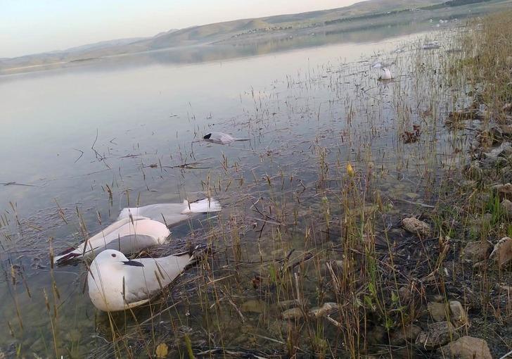 Martıların binlercesi telef oldu, bir o kadarı da ölmek üzere! Nedeni ortaya çıktı! İnsanlara bulaşma riski korkuttu G4