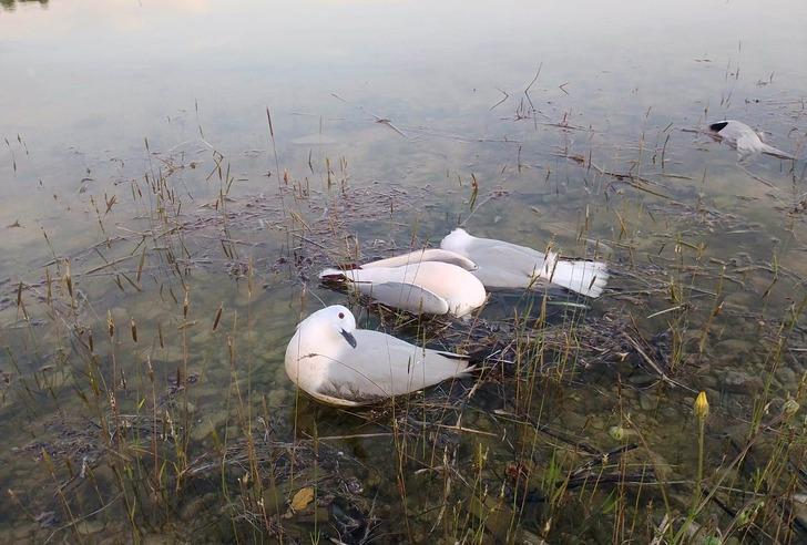 Martıların binlercesi telef oldu, bir o kadarı da ölmek üzere! Nedeni ortaya çıktı! İnsanlara bulaşma riski korkuttu G5