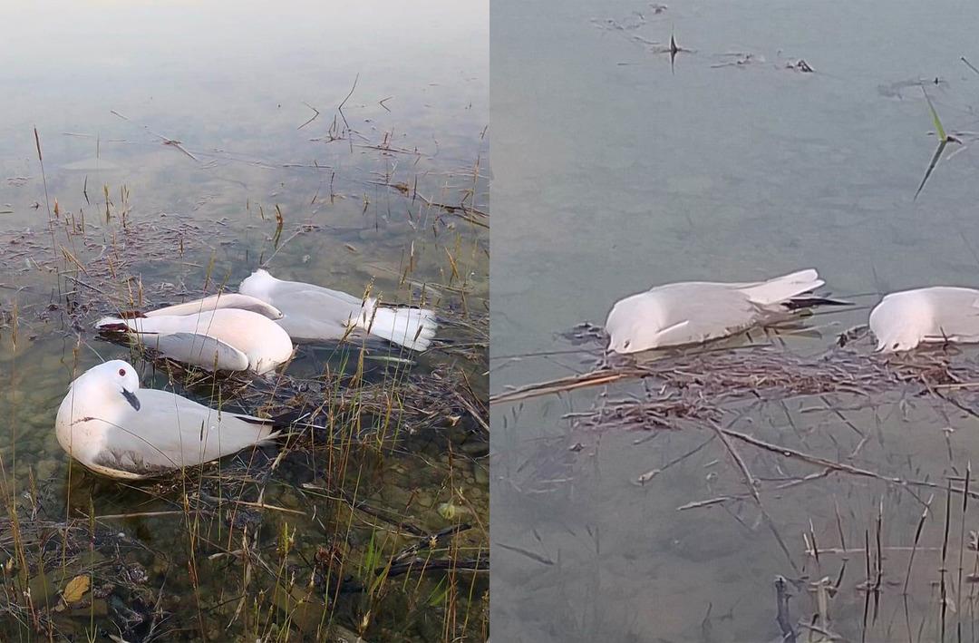 Martıların binlercesi telef oldu, bir o kadarı da &ouml;lmek &uuml;zere! Nedeni ortaya &ccedil;ıktı! İnsanlara bulaşma riski korkuttu