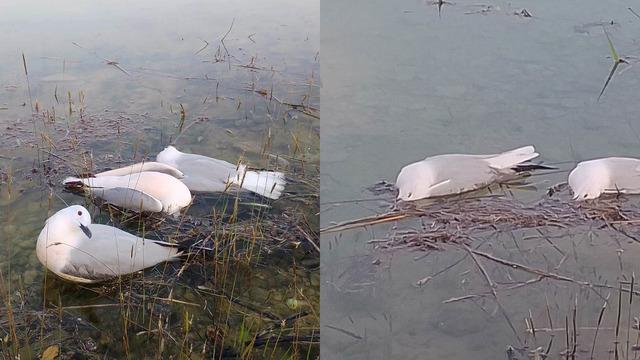 Martıların binlercesi telef oldu, bir o kadarı da ölmek üzere! Nedeni ortaya çıktı! İnsanlara bulaşma riski korkuttu