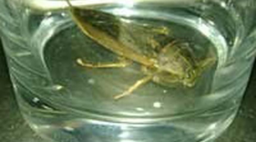 THY u&ccedil;ağında b&ouml;cek paniği!