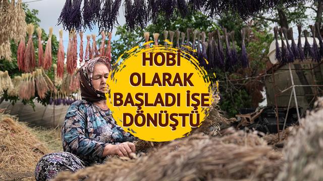 Bir mahallenin geçim kaynağı oldu! Dağlarda toplayıp yurt dışına satıyorlar... Yoğun talep görüyor