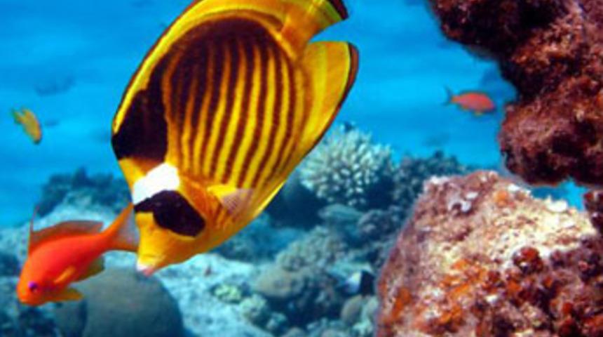 Denizden &ccedil;ıkan s&uuml;rpriz