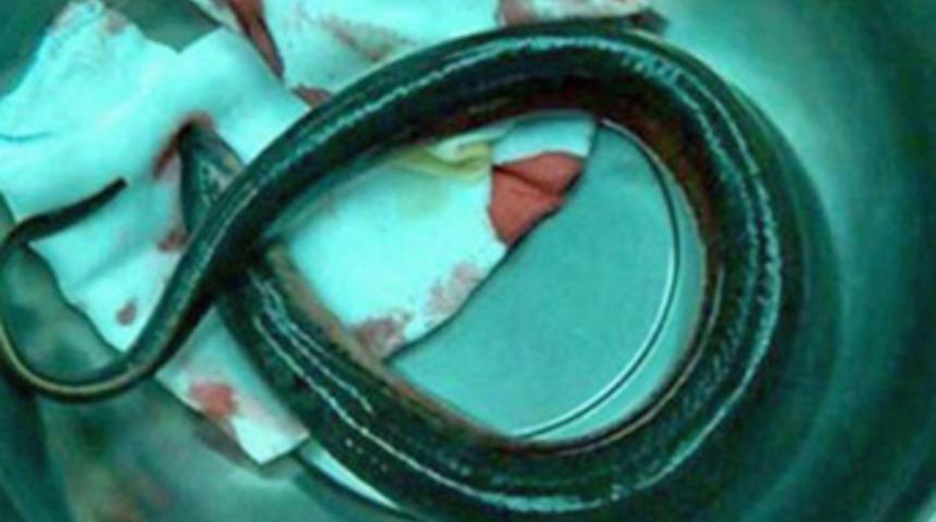 İçinden çıkana inanamayacaksınız!