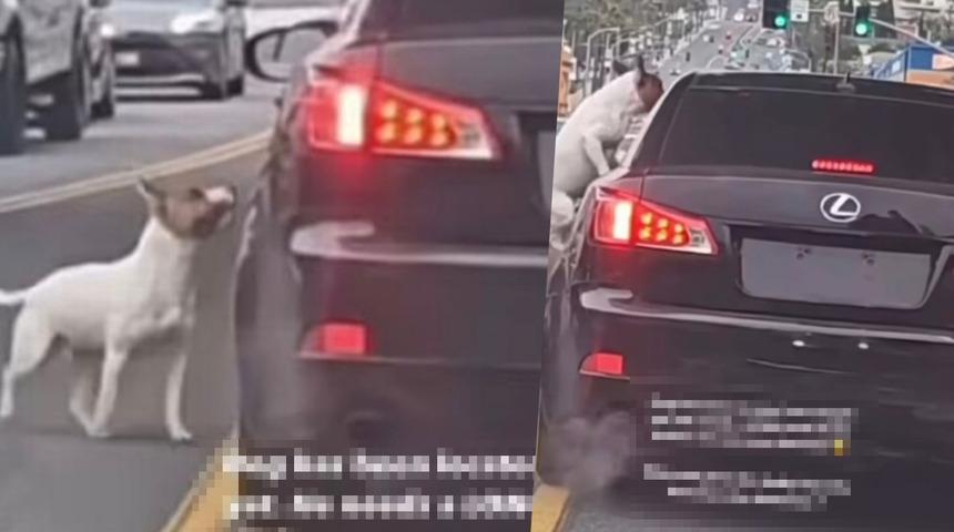 Skandal görüntüler! Akan trafikte köpeğini pencereden attı... Sahibinin geri alması için peşini bir an olsun bırakmadı