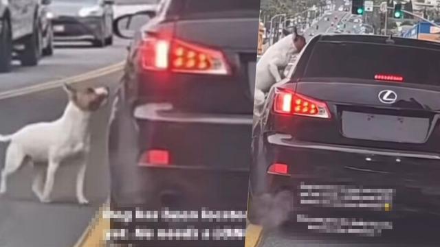 Skandal görüntüler! Akan trafikte köpeğini pencereden attı... Sahibinin geri alması için peşini bir an olsun bırakmadı