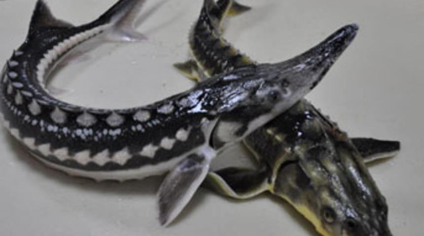 Bu balığın havyarının kilogramı 10 bin dolar