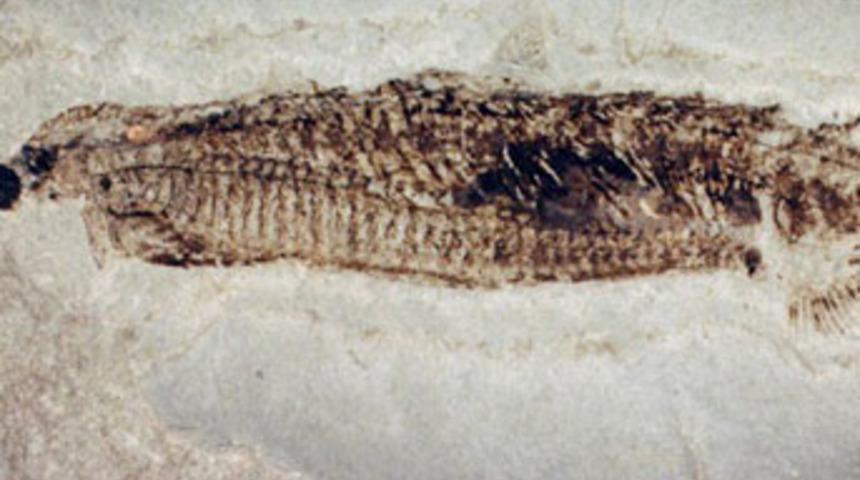 Yürümeyi 370 milyon yıllık balıktan öğrendik