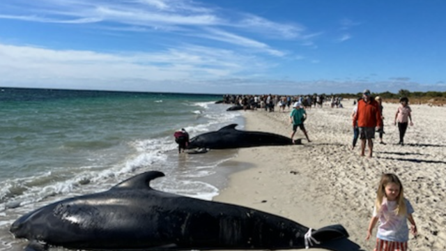 Yüzlerce balina kıyıya vurdu! Geriye kalan görüntüler şaşırttı