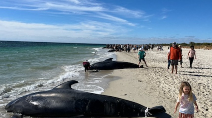 Yüzlercesi kıyıya vurdu! Devasa pilot balinalardan geriye kalan görüntüler şaşırttı