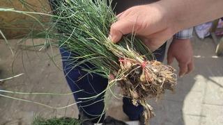 Altın değerinde şifalı bitki: Kilosu 5 bin liradan alıcı buluyor! Yüksek kayalıklardan toplanıyor  