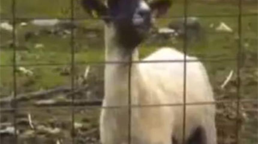 Bu ke&ccedil;iler insan gibi bağırıyor!