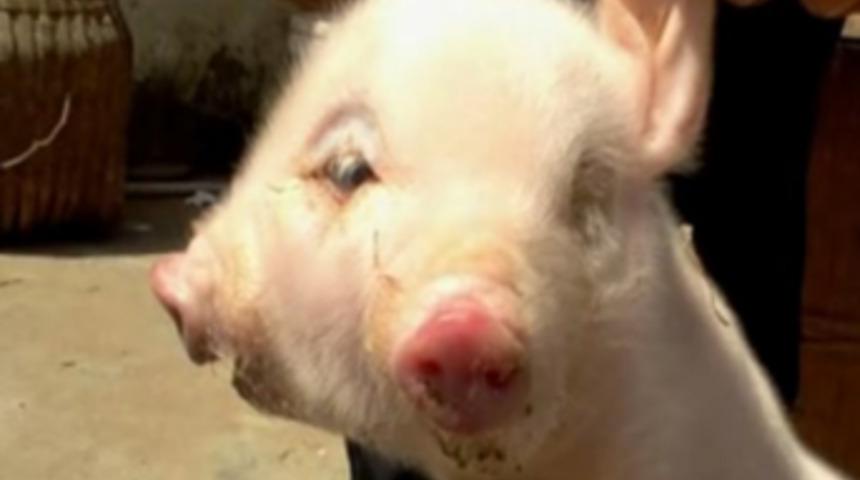 &Ccedil;ift başlı domuz!