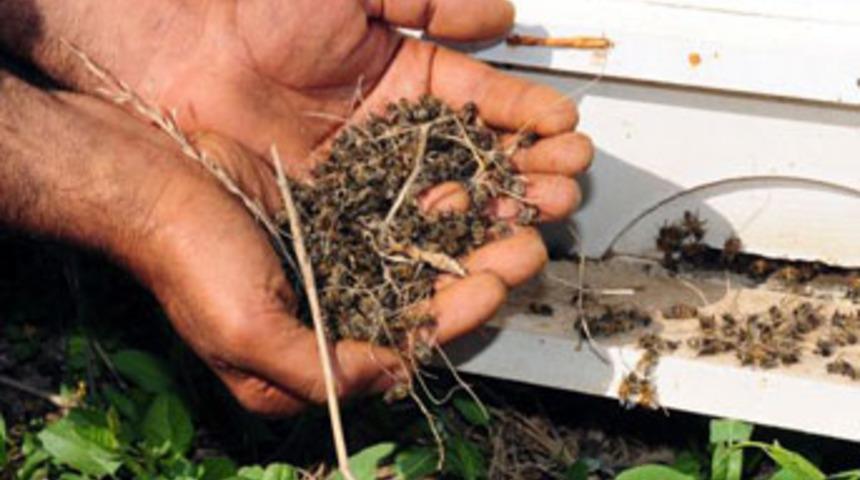 Adana'da bal arılarının esrarengiz &ouml;l&uuml;m&uuml;