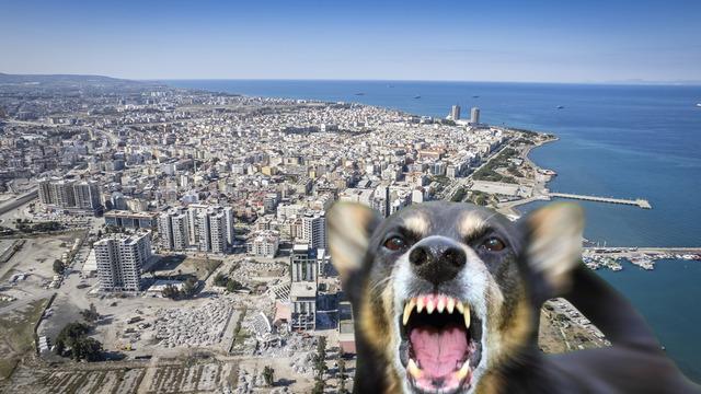 Kuduz alarmı: 2 mahalle karantinaya alındı! Giriş ve çıkışlar yasaklandı