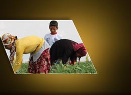  Mevsimlik tarım işçileriyle ilgili yeni düzenleme! Erdoğan imzaladı, Resmi Gazete'de yayımlandı