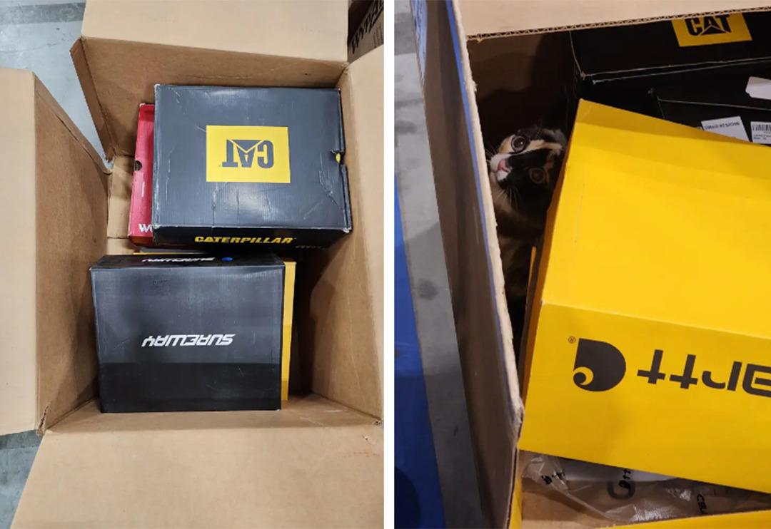 Kargo iadesi kutusunun i&ccedil;inden kedi &ccedil;ıktı! Sahipleri yanlışlıkla g&ouml;nderdi... Depo &ccedil;alışanlarını hayrete d&uuml;ş&uuml;rd&uuml;