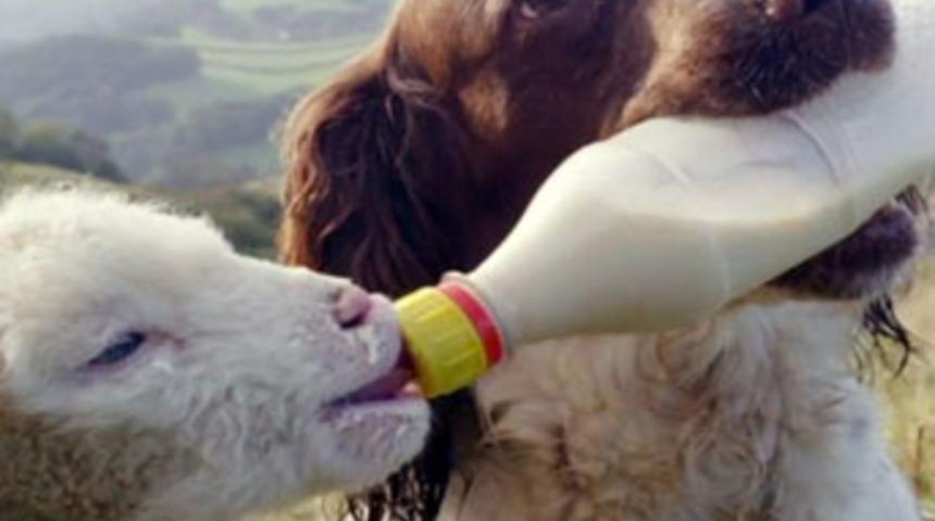 &Ouml;ks&uuml;z kuzuya k&ouml;pek şefkati