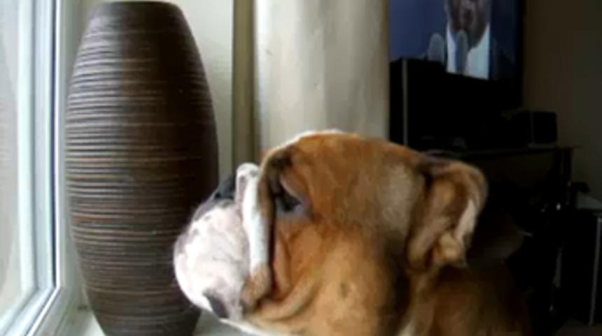 Pavarotti'ye &ouml;zenen bulldog