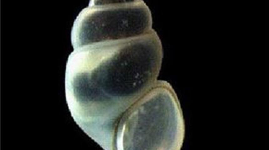 Kazdağları'nda yeni bir canlı türü keşfedildi