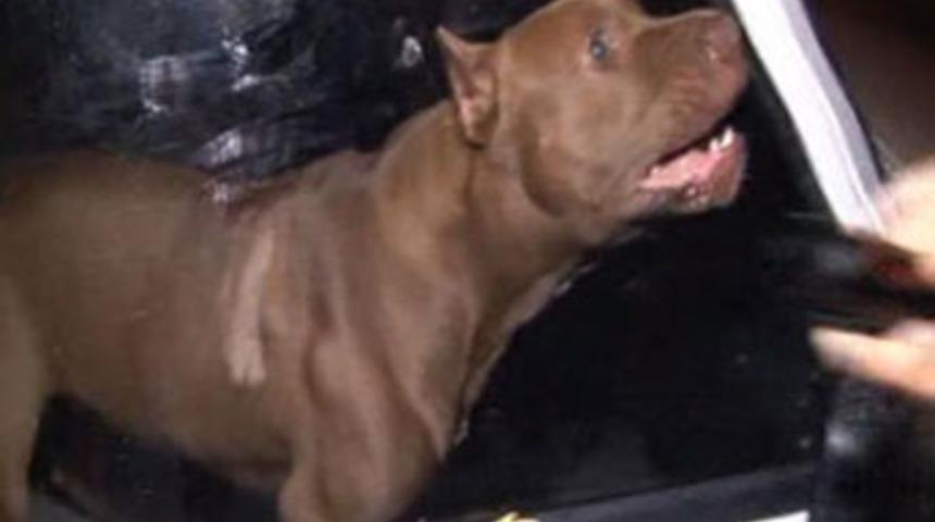 Polisler neye uğradıklarını şaşırdı