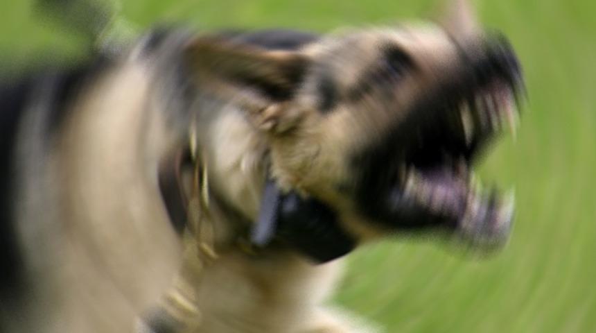 Hatay'da kuduz alarmı! 2 mahalle karantinaya alındı