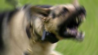 Hatay'da kuduz alarmı! 2 mahalle karantinaya alındı