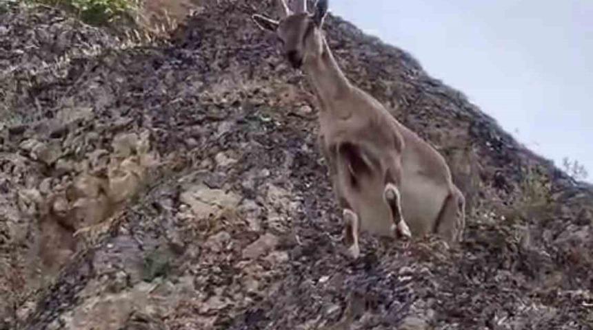 Dağ keçileri Palu Kalesi’ni mesken tuttu