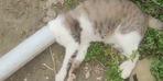Samandağ’da boruya sıkışan kedi kurtarıldı