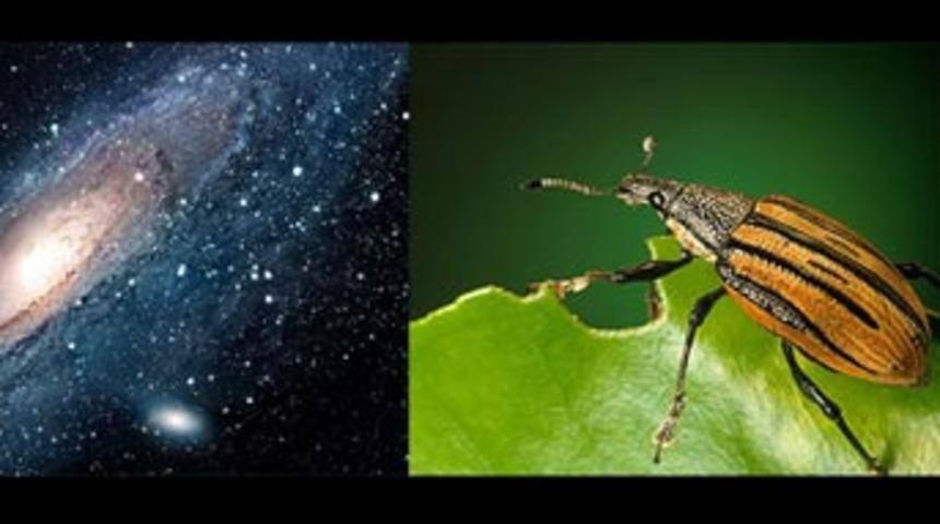 B&ouml;ceklerin ilgin&ccedil; &ouml;zelliği ortaya &ccedil;ıktı