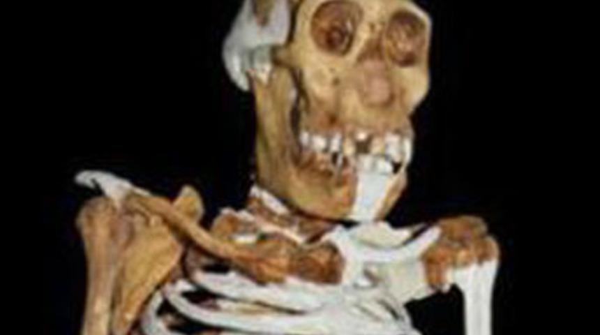 Maymundan insana ge&ccedil;işin temsilcisi