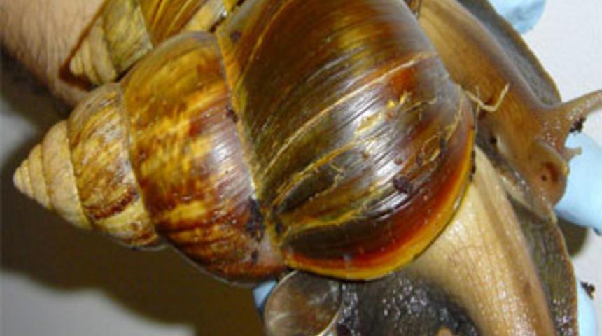 Dev salyangozlar istila etti!