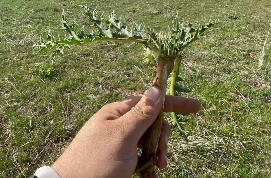 Şifa deposu: &Ccedil;iğ bile yeniyor, dağlarda kendiliğinden yetişiyor! İşte saymakla bitmeyen faydaları