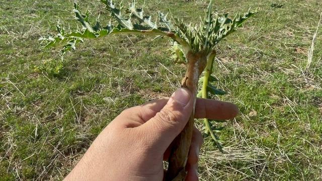 Şifa deposu: Çiğ bile yeniyor, dağlarda kendiliğinden yetişiyor! İşte saymakla bitmeyen faydaları