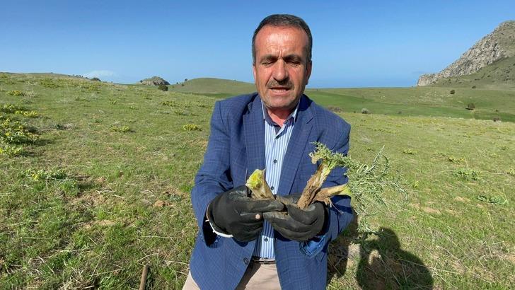 Şifa deposu: Çiğ bile yeniyor, dağlarda kendiliğinden yetişiyor! İşte saymakla bitmeyen faydaları G3