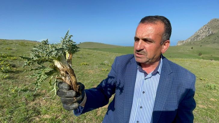 Şifa deposu: Çiğ bile yeniyor, dağlarda kendiliğinden yetişiyor! İşte saymakla bitmeyen faydaları G2
