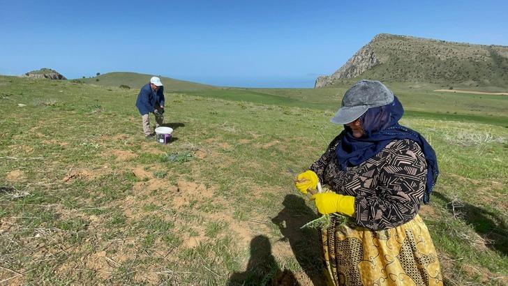 Şifa deposu: Çiğ bile yeniyor, dağlarda kendiliğinden yetişiyor! İşte saymakla bitmeyen faydaları G5