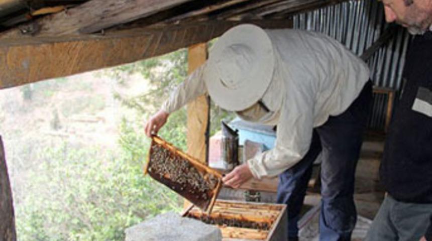 Fiyatı 500 lira olsa da talep artıyor