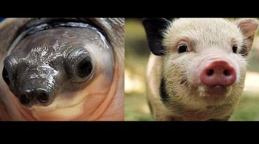 Domuz burunlu kaplumbağalar yakalandı