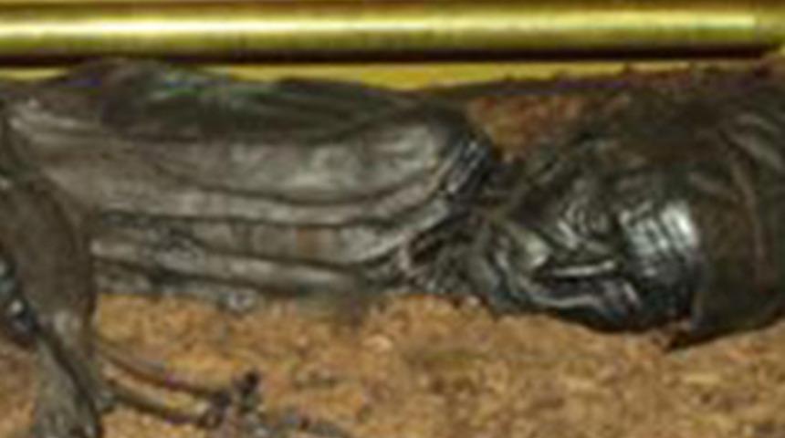 2 bin 400 yaşındaki vejetaryen