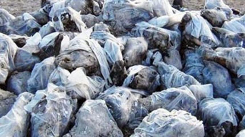 Karlar kalktı iğrenç manzara ortaya çıktı